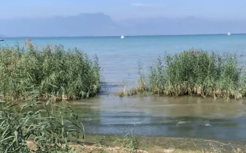 Emergenza canneti nel Basso Garda: il Wwf lancia un allarme