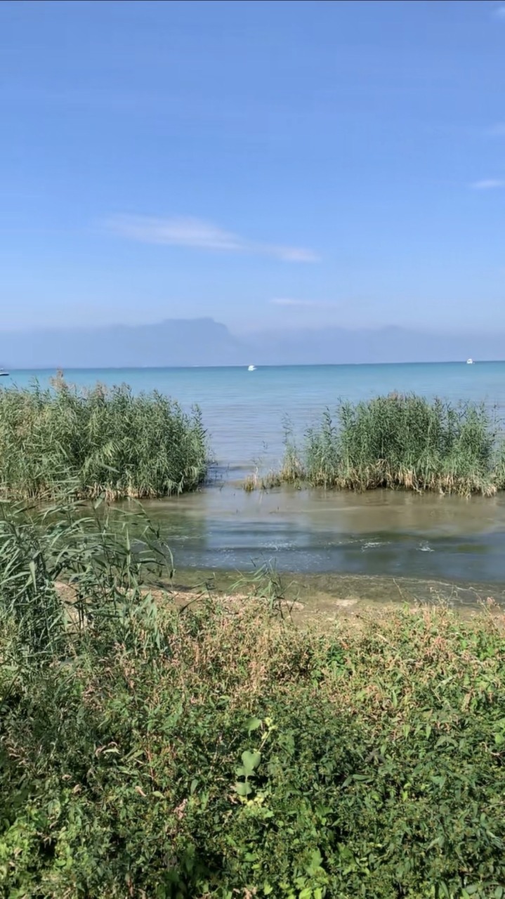 Emergenza canneti nel Basso Garda: il Wwf lancia un allarme